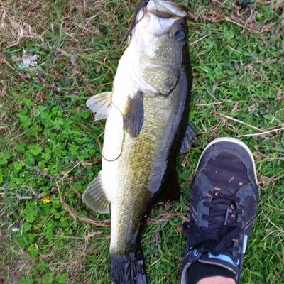 6-7 lbs female bass