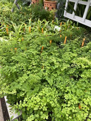 Assorted ferns