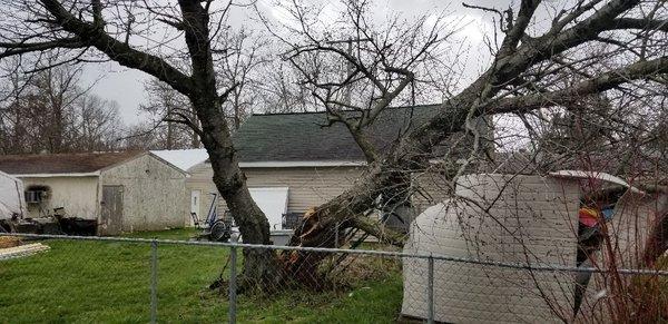 Storm damaged black cherry in Miaimisburg!