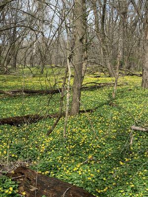 Spring flowers