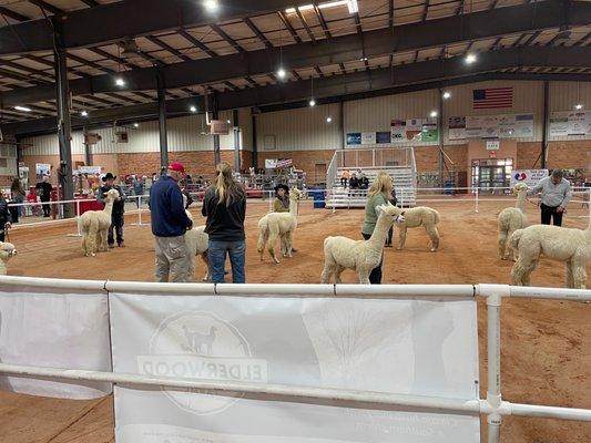 Arena set up for alpaca show.