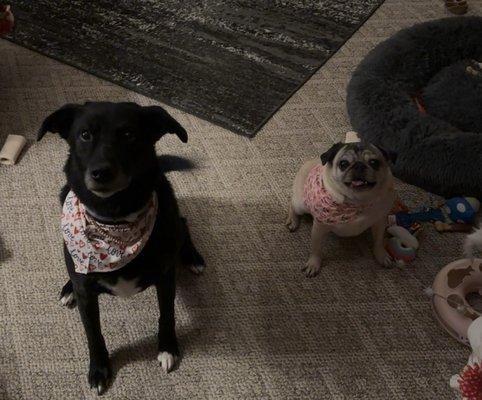 Our pups after their bath :)