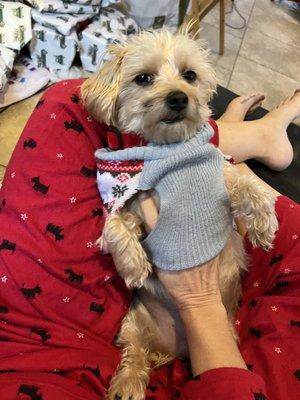 Mixed Terrier with teddy bear cut