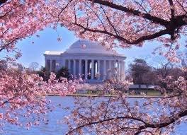 Washington D.C. Cherry Blossom Festival along with historical sites!  Custom small group trip April 11-15