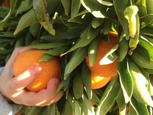 yummy tangerines!