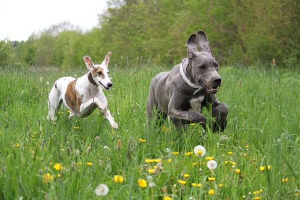 Dogs running off leash