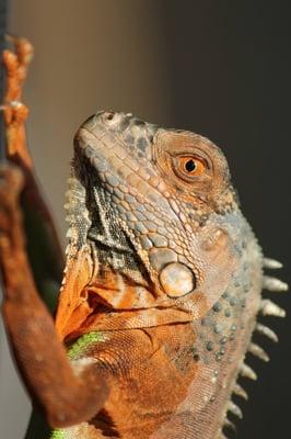 Red Iguana -Sunshine Pets