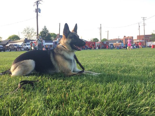 Josie - in a down control command in a crowded public area after completing CTC training