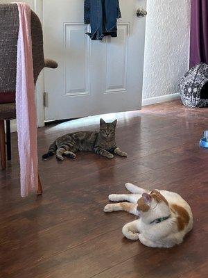 My cat, Toby, is the red and white one. I was also taking care of a gray feral cat over the summer of 2023.