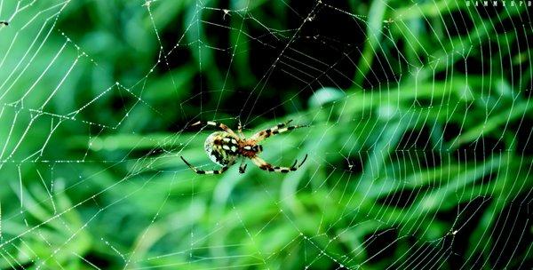 Orb Weaver Spider-although they look formidable, orb weavers are not harmful topeople or pets. They help control flying insects.