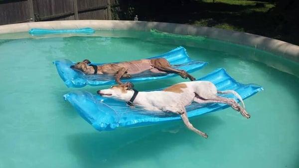 Two satisfied customers relaxing during the height of the dog days of summer.