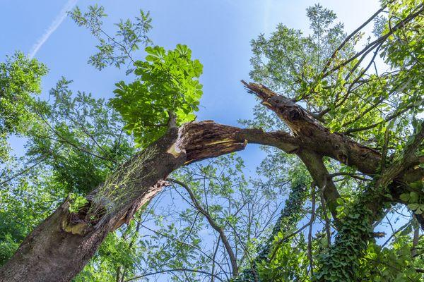 Dayton Tree Service