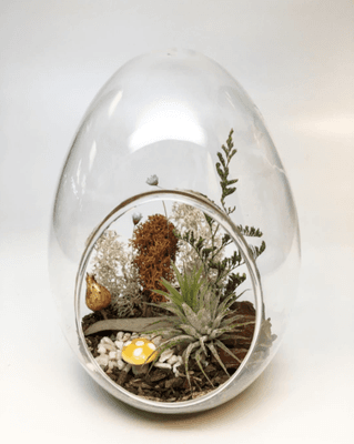 They sell terrarium kits like this one!