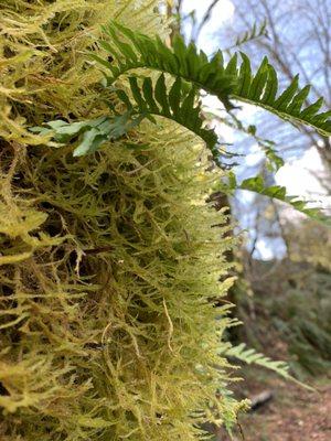 Shrubberies