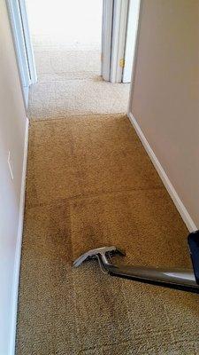 Carpet cleaning