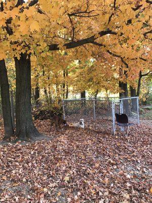 Daycare is so much fun, when someone needs a break, they relax in a spacious outdoor pen.