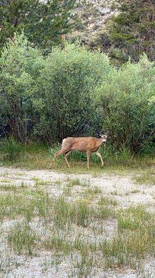 Our daily morning visitor.