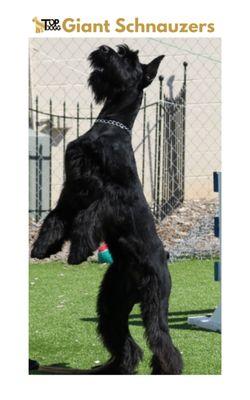 Top Dogg Giant Schnauzers