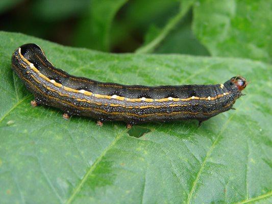 Armyworm