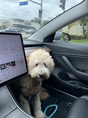 Right after his grooming with Jenny.