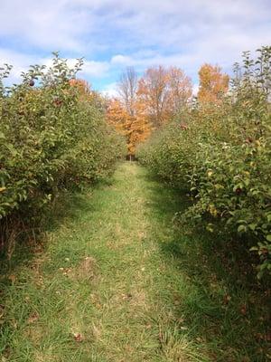 Row of Apple Trees.