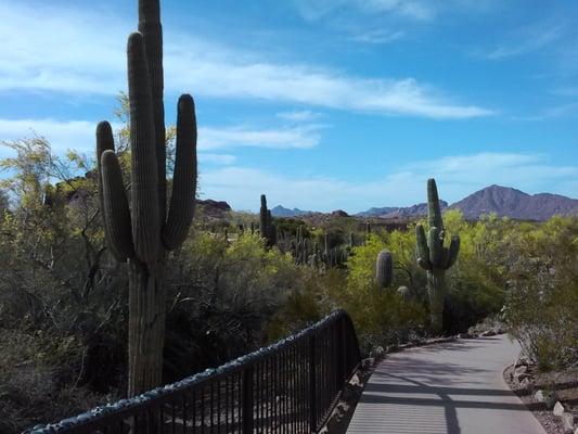 Desert Botanical Garden