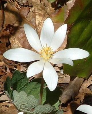 New England Wild Flower Society at Garden in the Woods