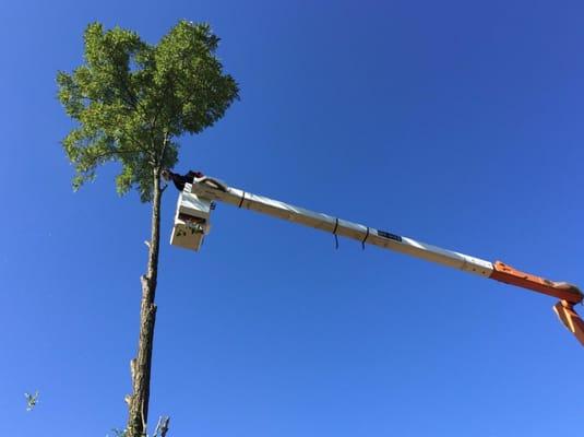 Tree removal in Dayton, OH