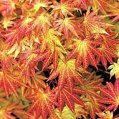 Autumn Moon Japanese Maple