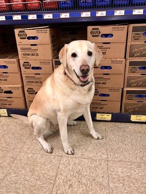 Molly is our official greeter and parts specialist.