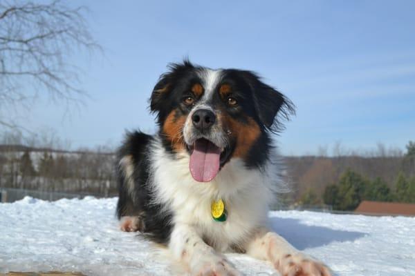 Scooby enjoying a gorgoeus winter day at the Dog Park