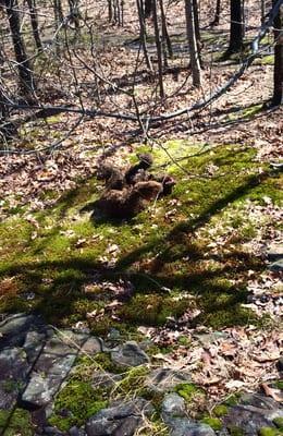 Laffy rolling with glee on some springtime moss