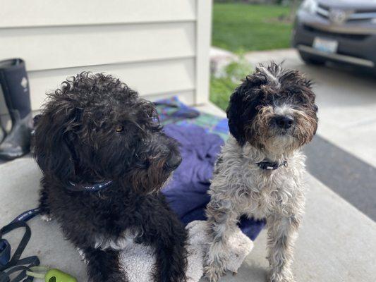 Crosby and Curly