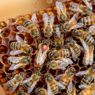 Honey Bees Genetics