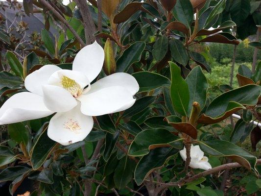 SOUTHERN MAGNOLIA