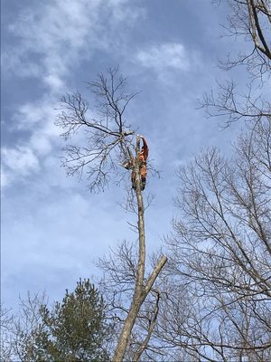 Tree removal