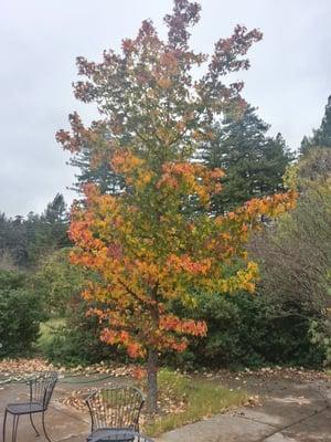 Fall tree