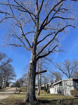 Blue Springs Landscaping and Tree Service