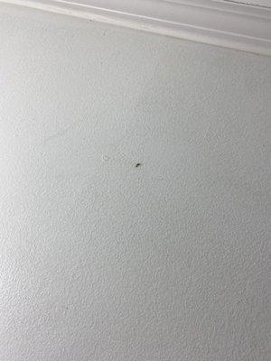 Dead bug on the wall