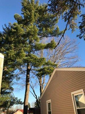 Pine tree removal and maple tree removal in Germantown