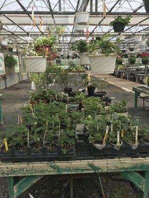 Tons of selection for strawberries, blueberries, and herbs!