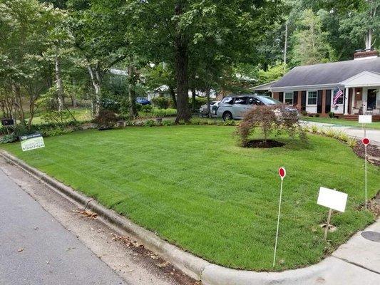 Leisure Time Zoysia