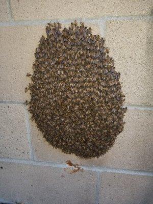 Bee swarm