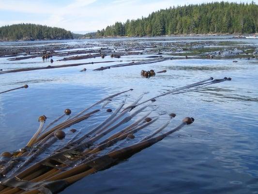 Kelp "anchors"