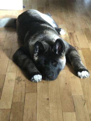 Akita puppy