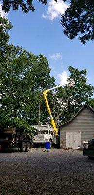 Tree service