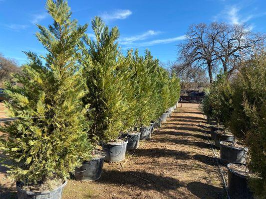 Nice selection of trees at D&B Tree Company. A hidden gem of a tree nursery!