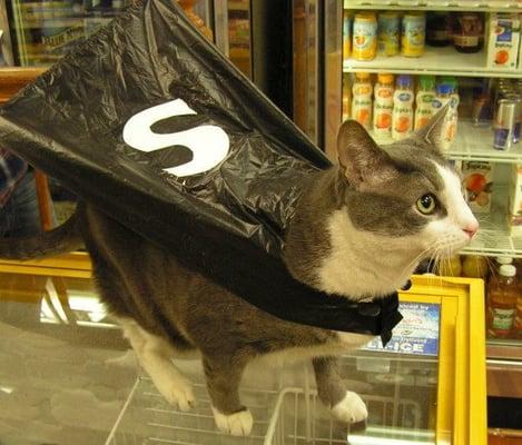 Nabi, the shop cat at the Foodery