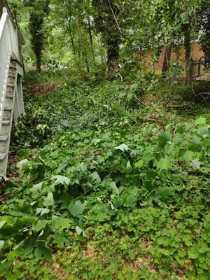 Clearing out the side of the house