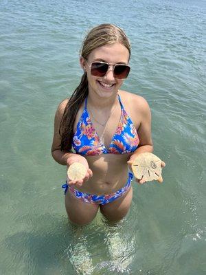 Non alive shell remains of sand dollars, the keepers!